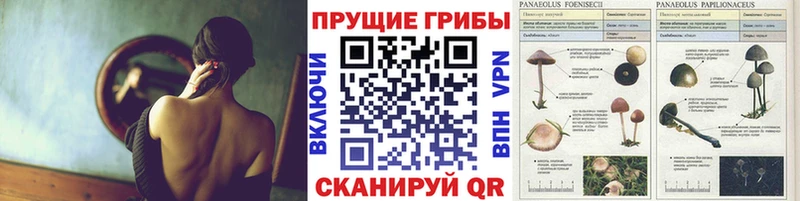 Купить  Лобня  Галлюциногенные грибы Magic Shrooms 